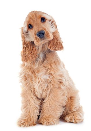 simsearch:400-05888313,k - portrait of a  purebred puppy english cocker in a studio Photographie de stock - Aubaine LD & Abonnement, Code: 400-07426760