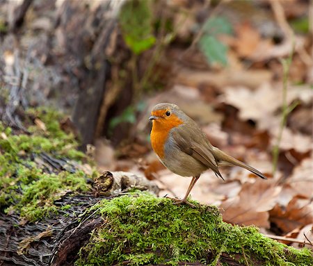 simsearch:400-06172295,k - European Robin in woodland Stock Photo - Budget Royalty-Free & Subscription, Code: 400-07426856