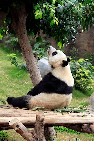 pandas sitting on grass - Big panda in zoo Hong Kong Stock Photo - Budget Royalty-Free & Subscription, Code: 400-07426920