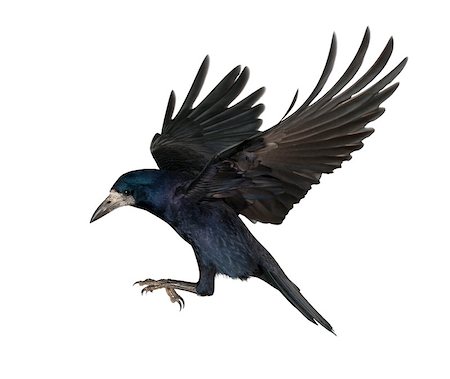 simsearch:400-07253300,k - Rook - Corvus frugilegus (3 years old) ::::  the word "crow" must be used Photographie de stock - Aubaine LD & Abonnement, Code: 400-07426950