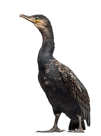 simsearch:400-07255738,k - Great Cormorant - Phalacrocorax carbo, also known as the Great Black Cormorant Foto de stock - Super Valor sin royalties y Suscripción, Código: 400-07426986