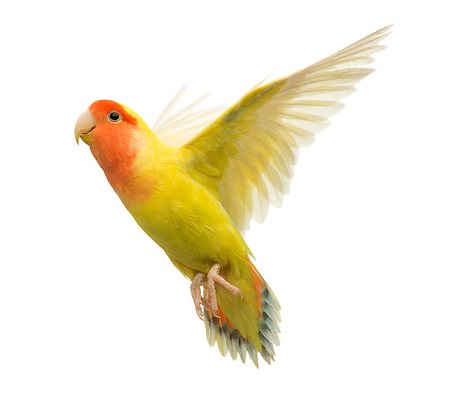 Rosy-faced Lovebird flying - Agapornis roseicollis in front of a white background, also known as the Peach-faced Lovebird Photographie de stock - Aubaine LD & Abonnement, Code: 400-07426982