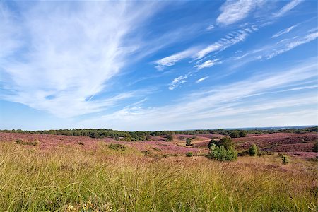 drenthe - summer meadows with flowering heather Foto de stock - Royalty-Free Super Valor e Assinatura, Número: 400-07427065