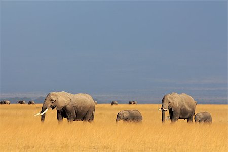 simsearch:400-07216532,k - African elephants (Loxodonta africana) walking in grassland, Amboseli National Park, Kenya Foto de stock - Super Valor sin royalties y Suscripción, Código: 400-07427324