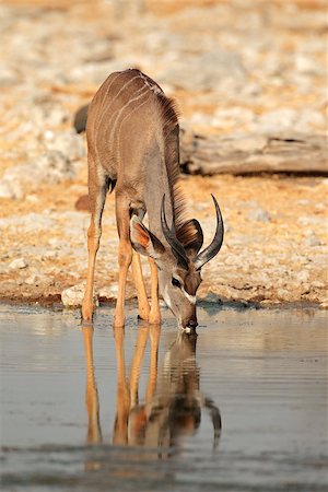 Kudu antelope (Tragelaphus strepsiceros) drinking water, Etosha National Park, Namibia Photographie de stock - Aubaine LD & Abonnement, Code: 400-07427328