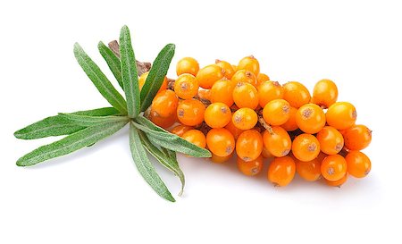 Sea buckthorn berries branch on a white background Stock Photo - Budget Royalty-Free & Subscription, Code: 400-07427769