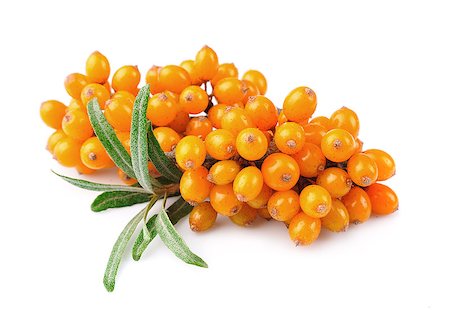 Sea buckthorn berries branch on a white background Stock Photo - Budget Royalty-Free & Subscription, Code: 400-07427770