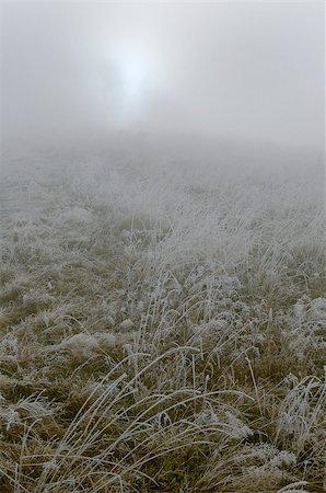 This is grass with white frost in morning light. The meadow is enshrouded in fog. Fotografie stock - Microstock e Abbonamento, Codice: 400-07428078