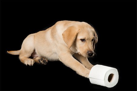 simsearch:400-05890888,k - Beautiful Labrador retriever, champagne colored, isolated on black background with  toilet paper Foto de stock - Royalty-Free Super Valor e Assinatura, Número: 400-07428104