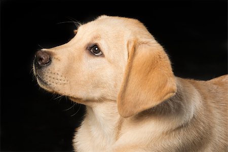 simsearch:400-05890888,k - Beautiful Labrador retriever, champagne colored, isolated on black background Foto de stock - Royalty-Free Super Valor e Assinatura, Número: 400-07428107