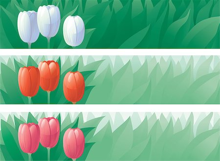 Vector banners of red, white and pink tulips with green leaves Stock Photo - Budget Royalty-Free & Subscription, Code: 400-07428261