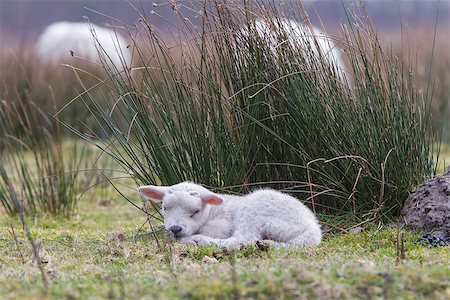 Little lamb in a dutch nature setting Stock Photo - Budget Royalty-Free & Subscription, Code: 400-07428277