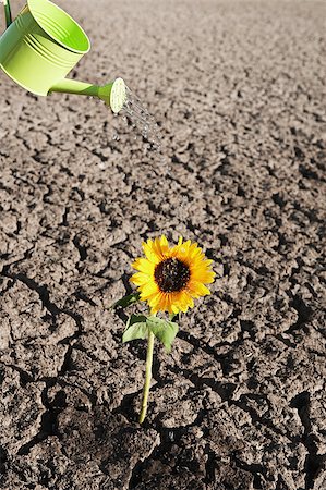 flower cracked land - dry soil  of a barren land with single growing plant and watering can Stock Photo - Budget Royalty-Free & Subscription, Code: 400-07428559