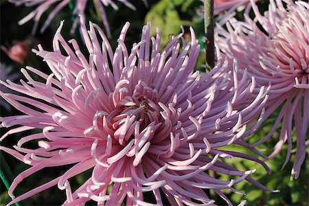 Pink chrysanthemums in the garden Stockbilder - Microstock & Abonnement, Bildnummer: 400-07429029