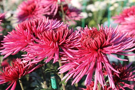 Pink chrysanthemums in the garden Stockbilder - Microstock & Abonnement, Bildnummer: 400-07429030