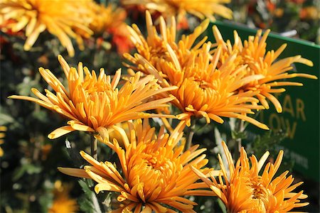 Orange chrysanthemums in the garden Stockbilder - Microstock & Abonnement, Bildnummer: 400-07429031