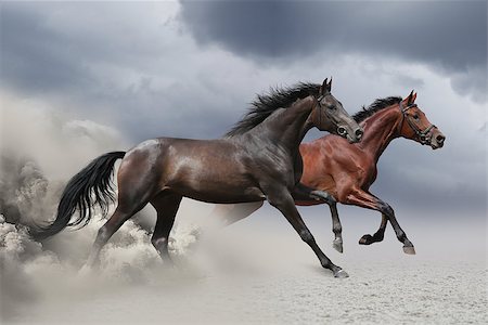 Three horses run gallop with clouds of dust Photographie de stock - Aubaine LD & Abonnement, Code: 400-07429033