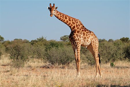 simsearch:400-04520891,k - A large giraffe bull (Giraffa camelopardalis), South Africa Fotografie stock - Microstock e Abbonamento, Codice: 400-07429444