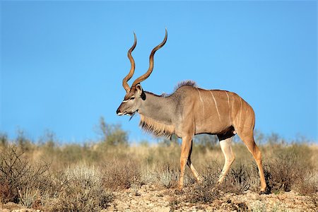 Big male kudu antelope (Tragelaphus strepsiceros) against a blue sky, Kalahari desert, South Africa Photographie de stock - Aubaine LD & Abonnement, Code: 400-07429446
