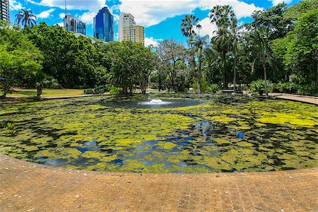 Pond in the City Botanic Gardens, Brisbane. Foto de stock - Super Valor sin royalties y Suscripción, Código: 400-07429801