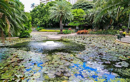 Pond in the City Botanic Gardens, Brisbane. Foto de stock - Super Valor sin royalties y Suscripción, Código: 400-07429802
