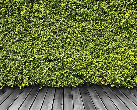 simsearch:400-05118067,k - Green leaves wall and wood floor for background Stock Photo - Budget Royalty-Free & Subscription, Code: 400-07429856