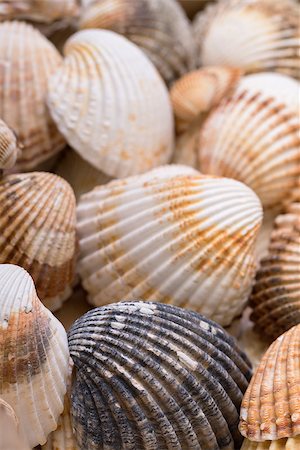 Heap textured sea shells, closeup macro Stock Photo - Budget Royalty-Free & Subscription, Code: 400-07420058