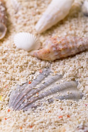 Sea shells with coral sand as background Stock Photo - Budget Royalty-Free & Subscription, Code: 400-07420064