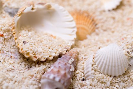 Sea shells with coral sand as background Stock Photo - Budget Royalty-Free & Subscription, Code: 400-07420065