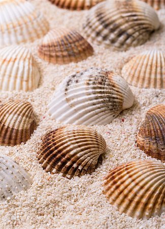Sea shells with coral sand as background Stock Photo - Budget Royalty-Free & Subscription, Code: 400-07420066
