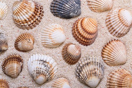 Sea shells with coral sand as background Stock Photo - Budget Royalty-Free & Subscription, Code: 400-07420067