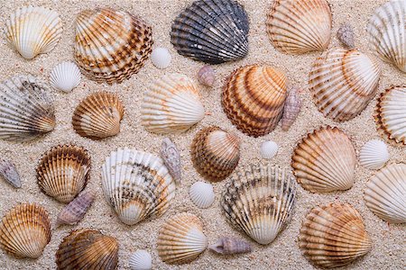 Sea shells with coral sand as background Stock Photo - Budget Royalty-Free & Subscription, Code: 400-07420068