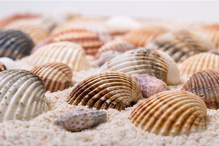 Sea shells with coral sand as background Stock Photo - Budget Royalty-Free & Subscription, Code: 400-07420069