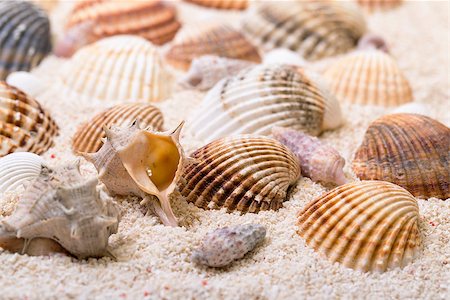 Sea shells with coral sand as background Stock Photo - Budget Royalty-Free & Subscription, Code: 400-07420070