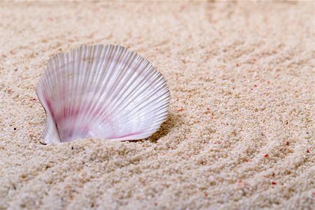 Sea shells with coral sand as background Stock Photo - Budget Royalty-Free & Subscription, Code: 400-07420071