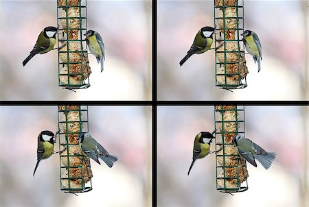 conflict between blue and great tit ( parus major and caeruelus ) at lard feeder in a series of images Stock Photo - Budget Royalty-Free & Subscription, Code: 400-07420089