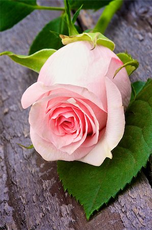 simsearch:859-03884561,k - Flower Head of Beauty Fragile Pink Rose with Leaf closeup on Rustic Wooden background Stock Photo - Budget Royalty-Free & Subscription, Code: 400-07420627
