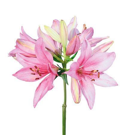 simsearch:400-07676525,k - Beautiful pink lily isolated on white background Stockbilder - Microstock & Abonnement, Bildnummer: 400-07420691