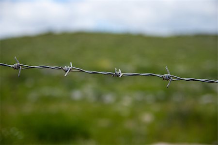 simsearch:400-04609623,k - barbed wire on the background  green grass Photographie de stock - Aubaine LD & Abonnement, Code: 400-07420750