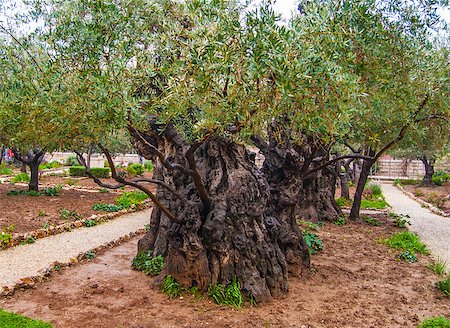 serbysh (artist) - Olives Jerusalem-Garden of Gethsemane, Israel Photographie de stock - Aubaine LD & Abonnement, Code: 400-07420796