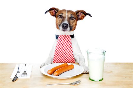 silverware dog - dinner meal at table dog Stock Photo - Budget Royalty-Free & Subscription, Code: 400-07420844