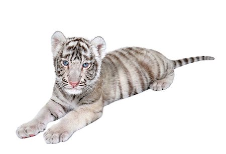 simsearch:400-09051026,k - baby white bengal tiger isolated on white background Photographie de stock - Aubaine LD & Abonnement, Code: 400-07420943
