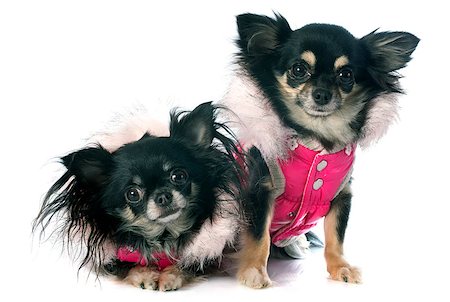 simsearch:400-06565918,k - dressed chihuahuas in front of white background Photographie de stock - Aubaine LD & Abonnement, Code: 400-07421007