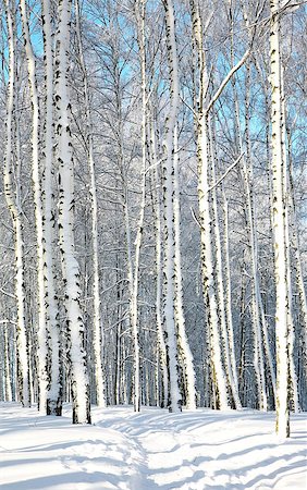 simsearch:400-06063210,k - Walkway in sunny birch forest in January Stock Photo - Budget Royalty-Free & Subscription, Code: 400-07421073