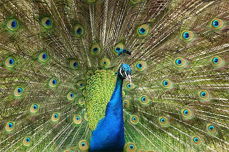 Peacock with spread open tail Stock Photo - Budget Royalty-Free & Subscription, Code: 400-07421116