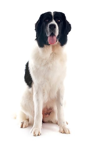 purebred landseer in front of white background Stock Photo - Budget Royalty-Free & Subscription, Code: 400-07421326