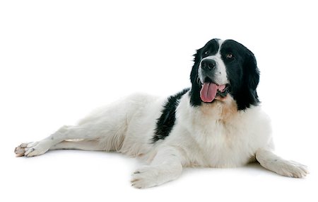 purebred landseer in front of white background Stock Photo - Budget Royalty-Free & Subscription, Code: 400-07421327