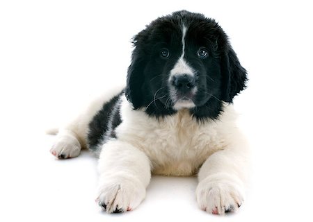 purebred puppy landseer in front of white background Stock Photo - Budget Royalty-Free & Subscription, Code: 400-07421328