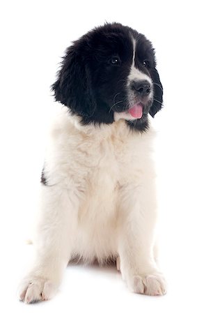 purebred puppy landseer in front of white background Stock Photo - Budget Royalty-Free & Subscription, Code: 400-07421329