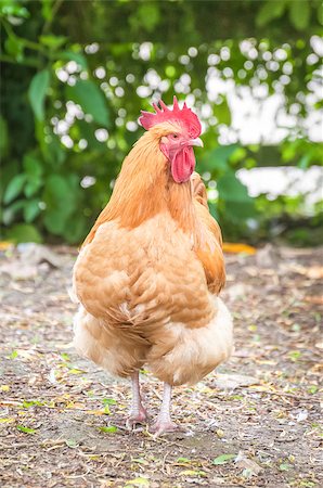 simsearch:400-04689352,k - strutting free-range red rooster in a farmyard Stock Photo - Budget Royalty-Free & Subscription, Code: 400-07421320